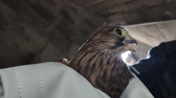Unser Falke fliegt wieder 